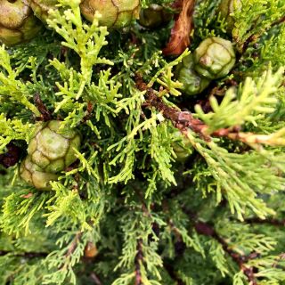 Cupressus Sempervirens