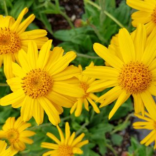 Extrait d'Arnica Montana